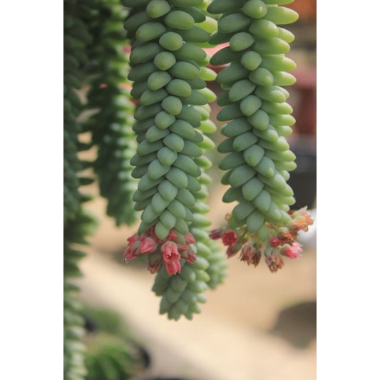 Sukulen air mata/Sedum donkey tail