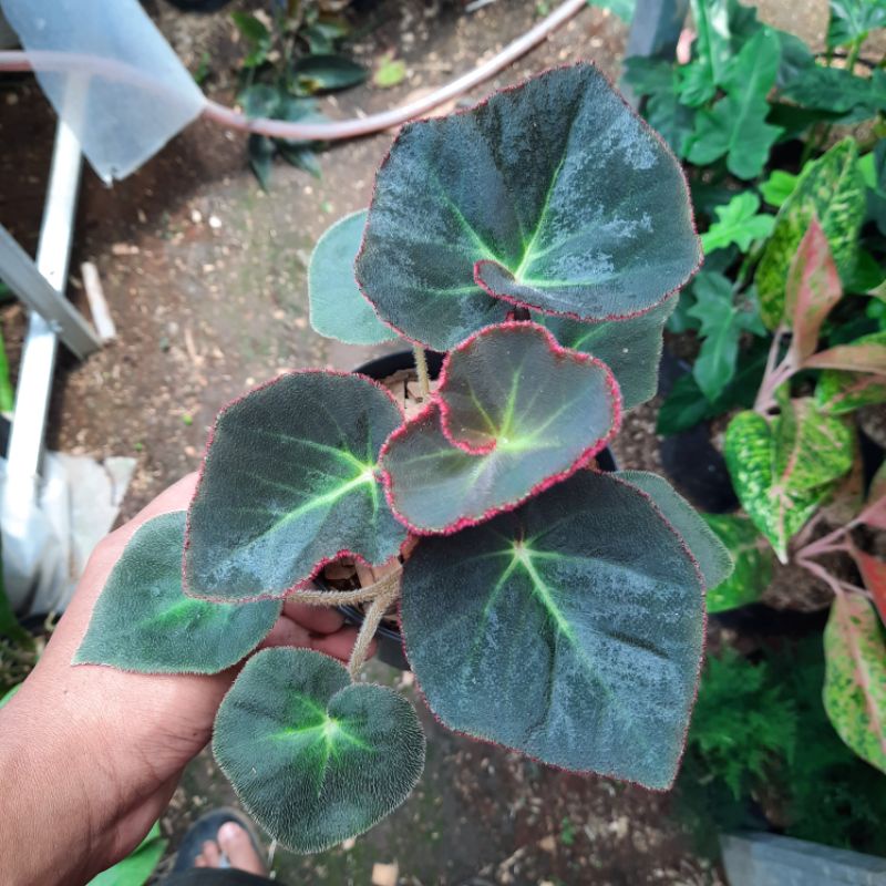 tanaman begonia red karpet