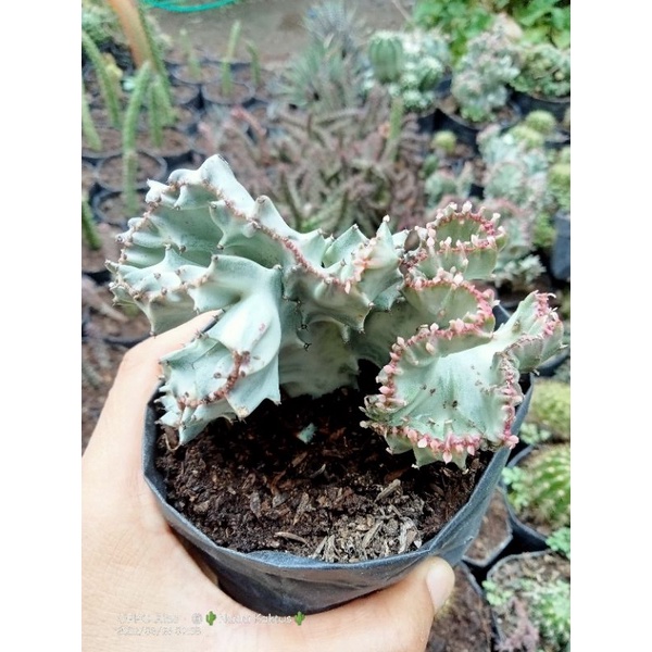 Euphorbia lactea cristata silver/kaktus murah/kaktus pasaman