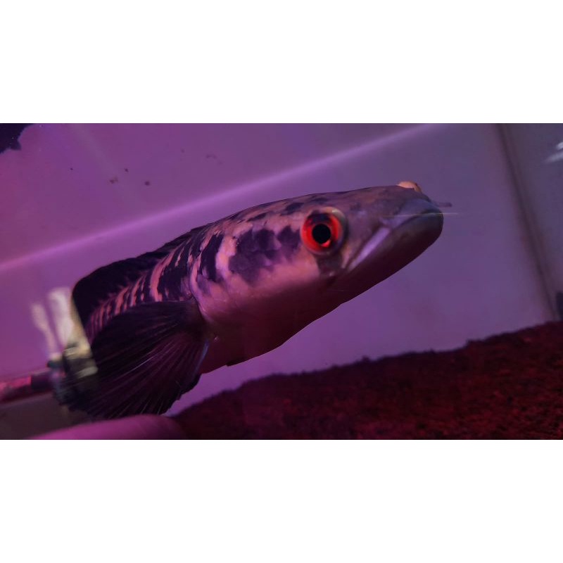 channa ys 30 cm berbunga simet(real pict)