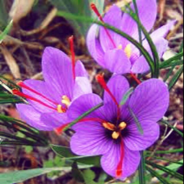 Paling Populer 24 Bunga Saffron  Fungsinya Gambar Bunga  HD