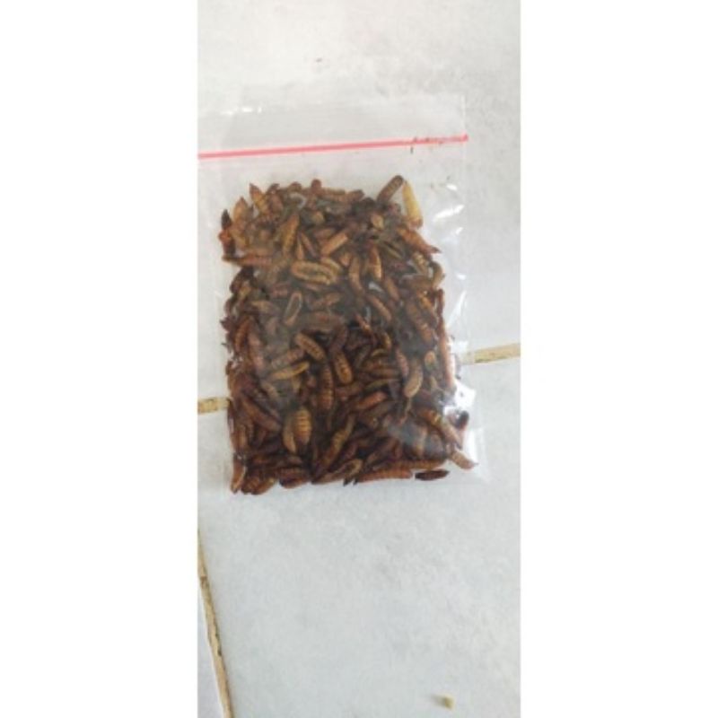 Magot Kering Harum  Akari 10 Gram murah pakan channa auranti red pulcra asiatica yellow sentarum bar