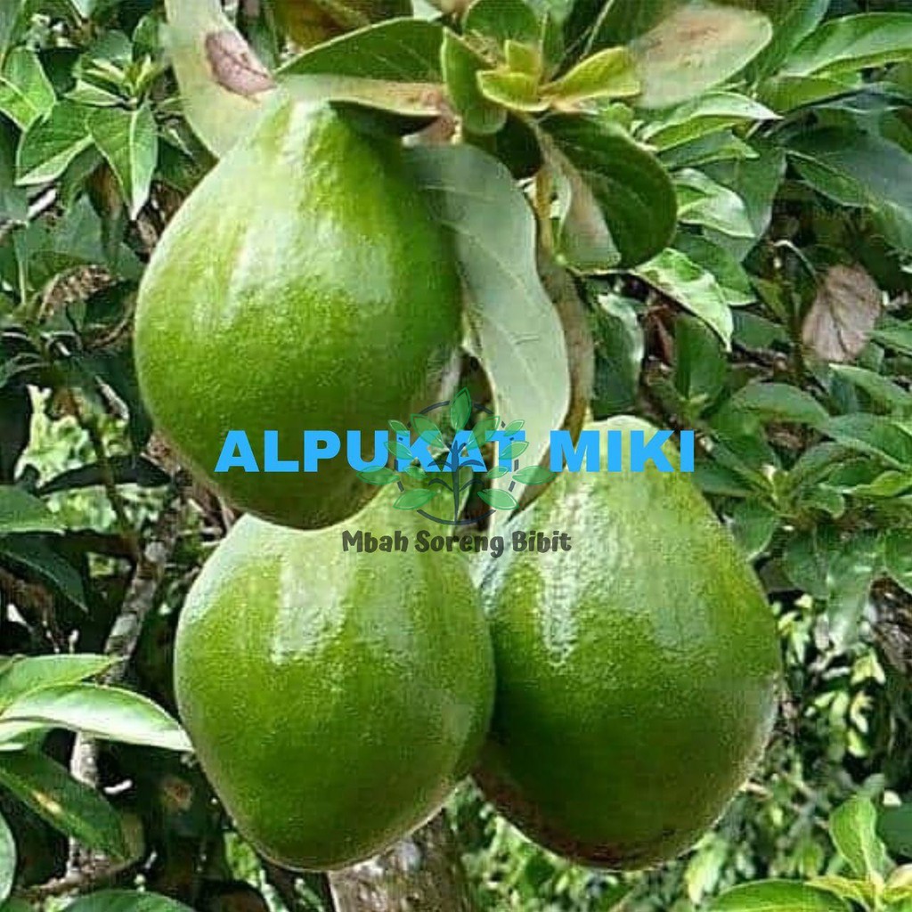 Bibit Alpukat Miki Jumbo