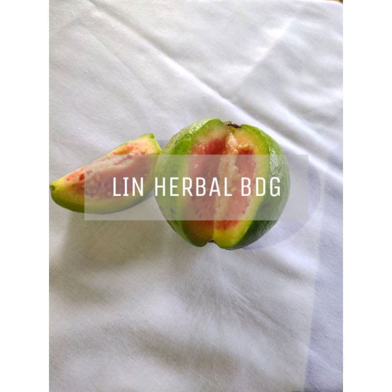 

jual buah jambu merah jambu biji segar per 1 kg