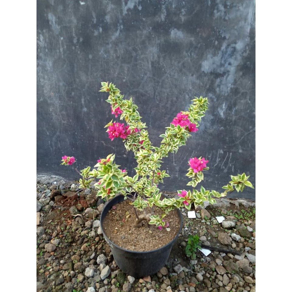 Bugenvil Singapur Variegata
