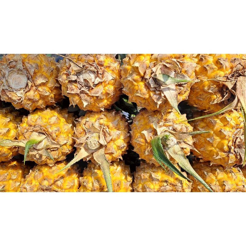 

Nanas Madu Pemalang 1buah
