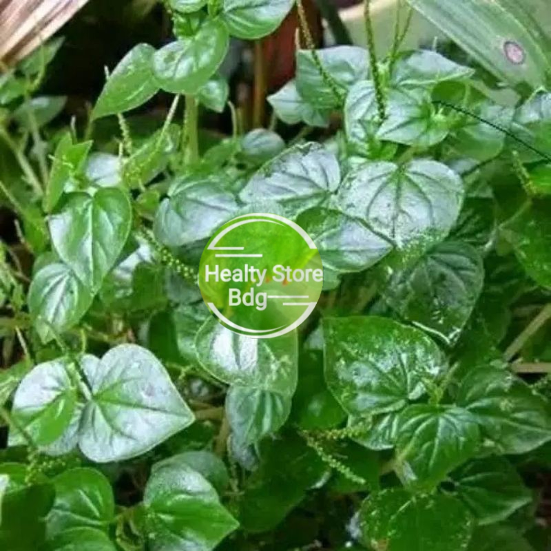 

Daun Sirih Cina Segar Atau Ketumpang Air Per 500 Gram