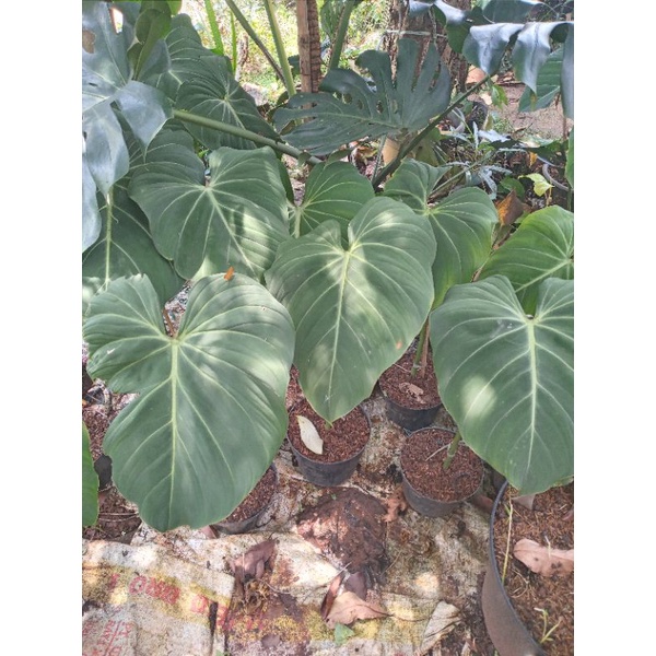 TANAMAN PHILLODENDRON GLORIOSUM 1 DAUN