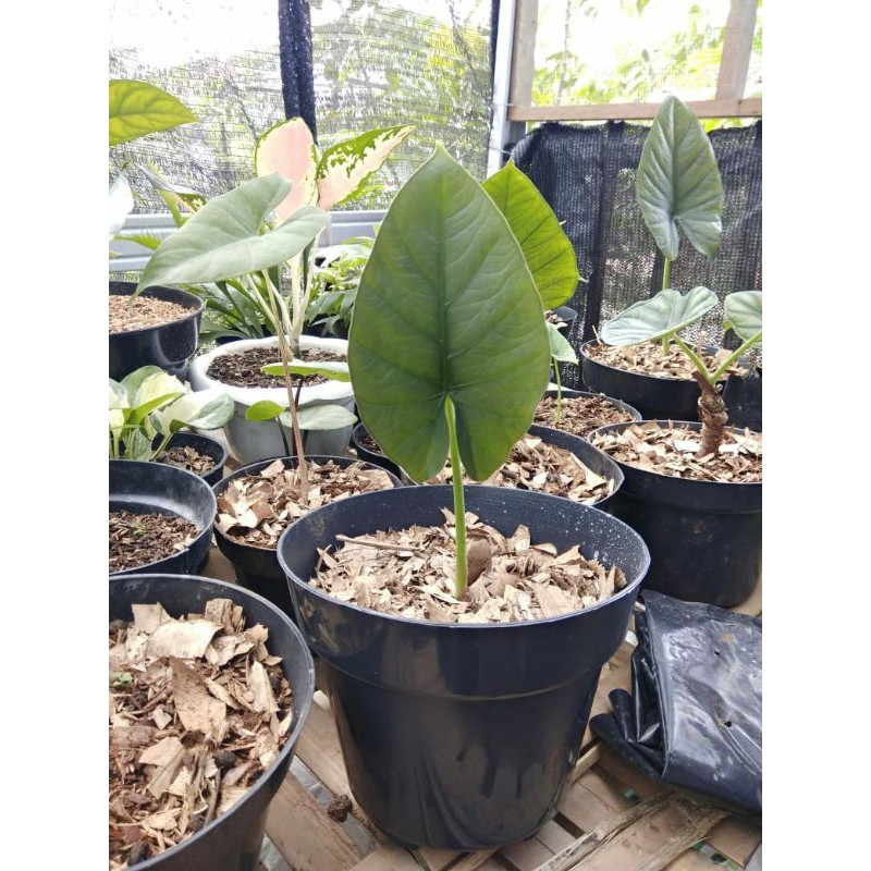 alocasia reginae