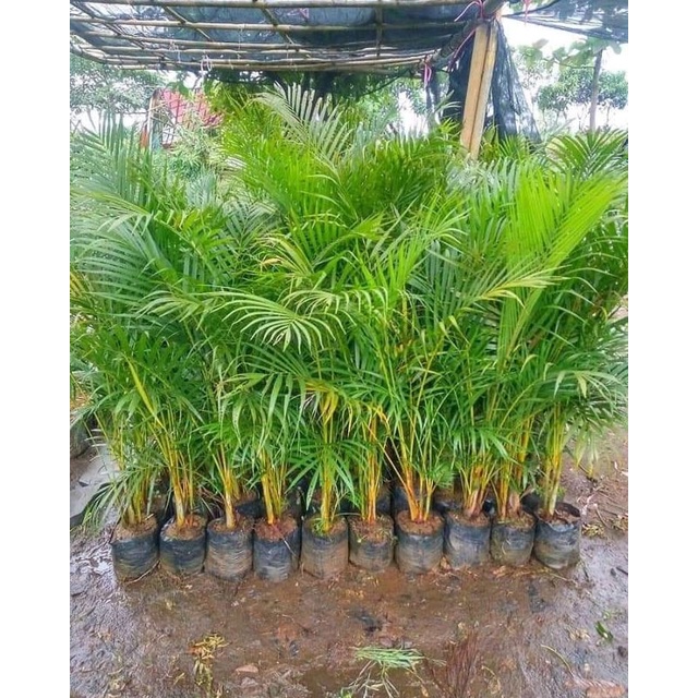 Palem kuning tinggi 1 meter - Palem kuning