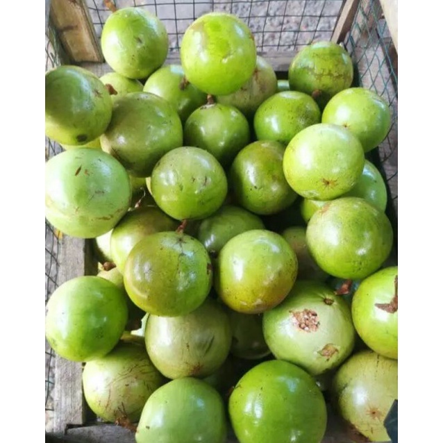 

buah kenitu/manicu/genitu /sawo susu.1 kg