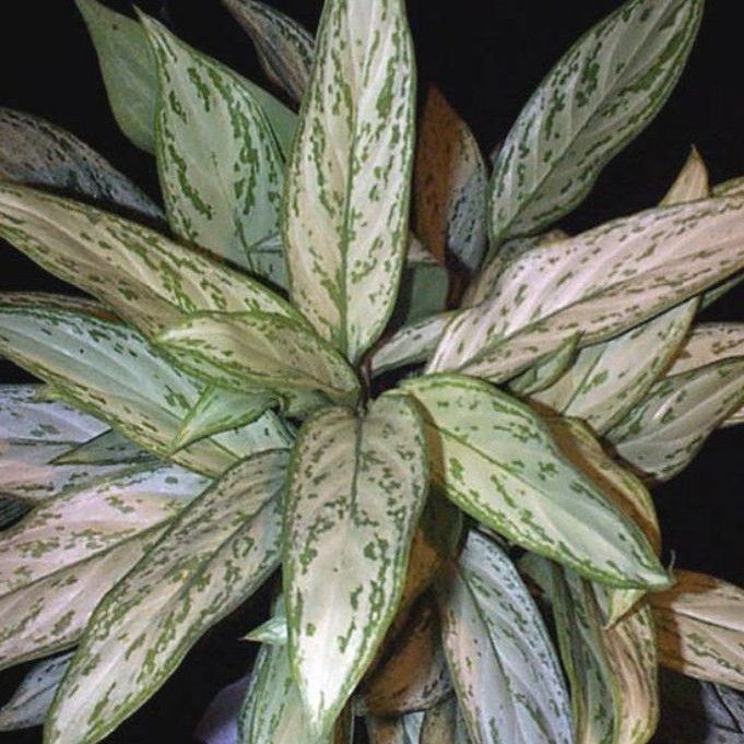 Aglaonema silver king