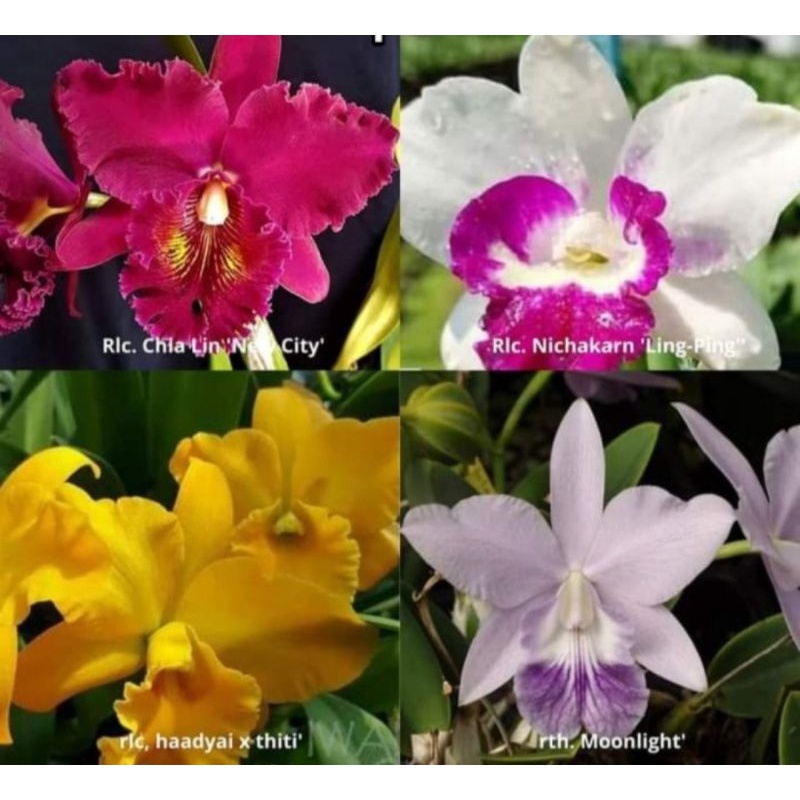 Anggrek Cattleya mini dewasa - siap berbunga