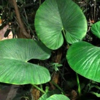 Tanaman Alocasia Alba