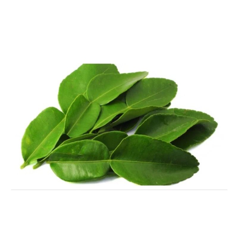 

Daun Jeruk