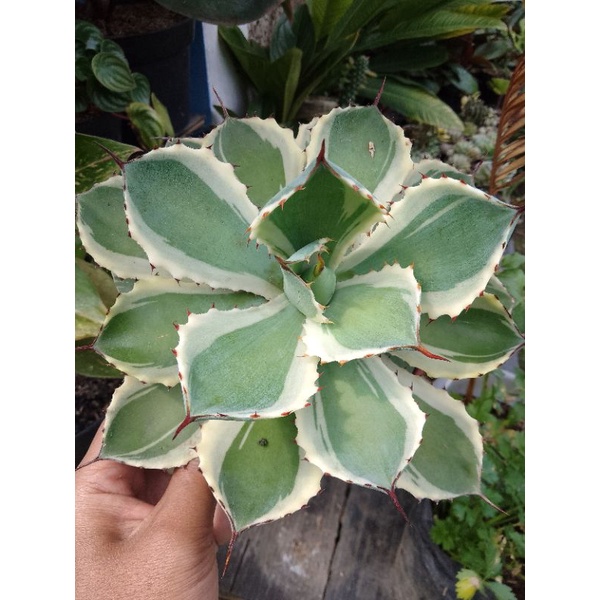 sculen agave potatorum