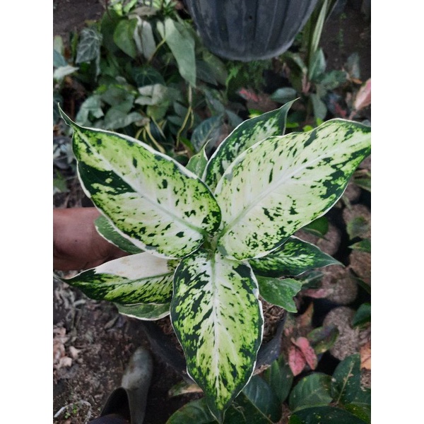 Tanaman Hias Diven Lukisan Cinta/Aglonema Sprakel/DivenBahagia