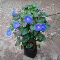 Tanaman Rambat Morning Glory Rimbun