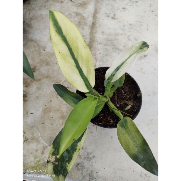 Tanaman Hiyas Philo Katak Varigata