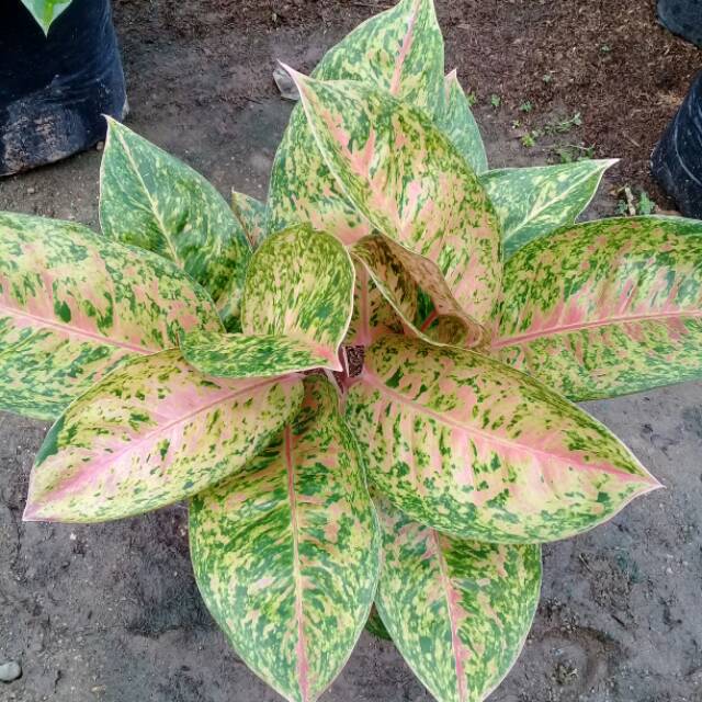 Bunga aglonema big roy
