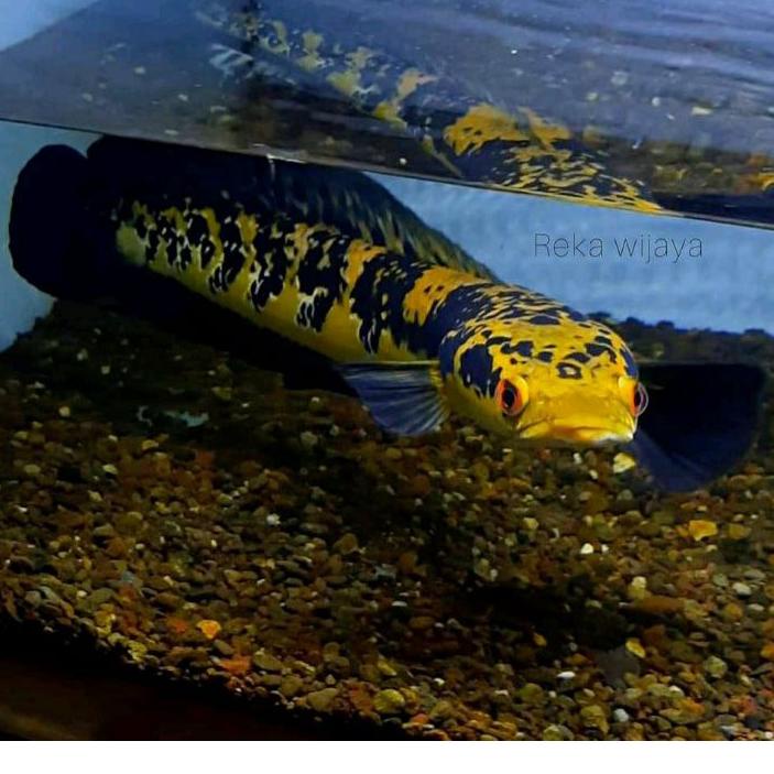 【Super Mall 901】 Channa Maru YS red eye 10-12cm Grade A (bahan progres) 