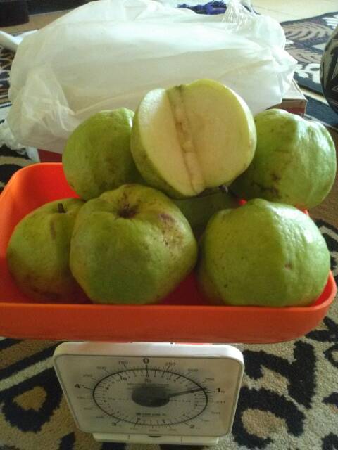 

Buah Jambu Kristal (siap ecer dan partai)