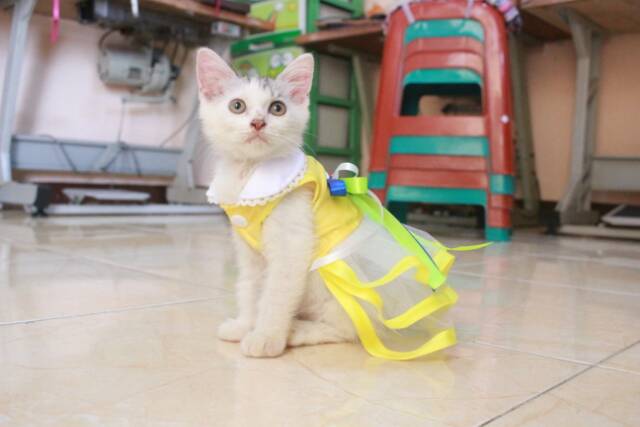 Baju kucing model dress princess warna kuning lucu / baju kucing terlaris size S M L XL