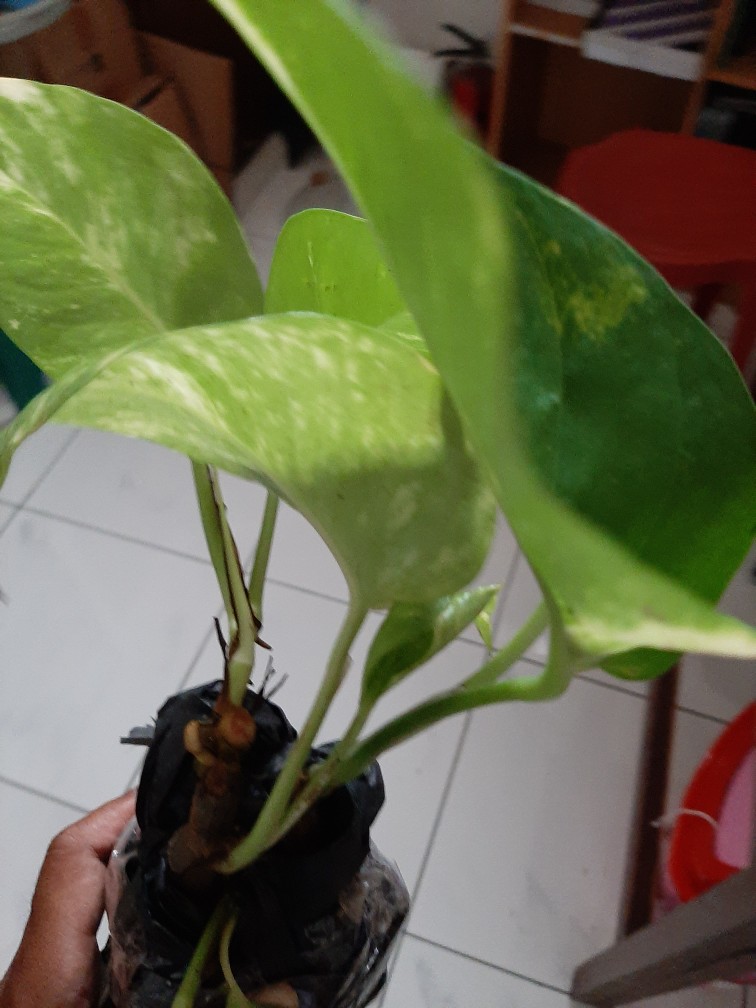 Sale ❗❗ Bibit Sirih Gading Jumbo