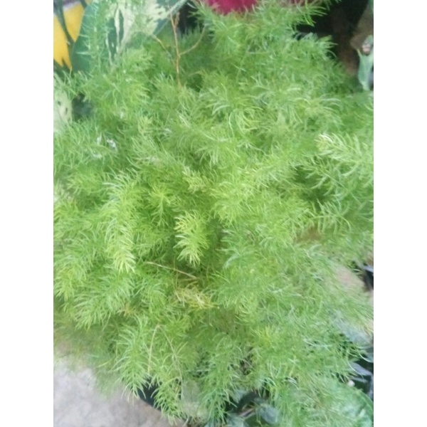 ASPARAGUS - TANAMAN HIAS ASPARAGUS