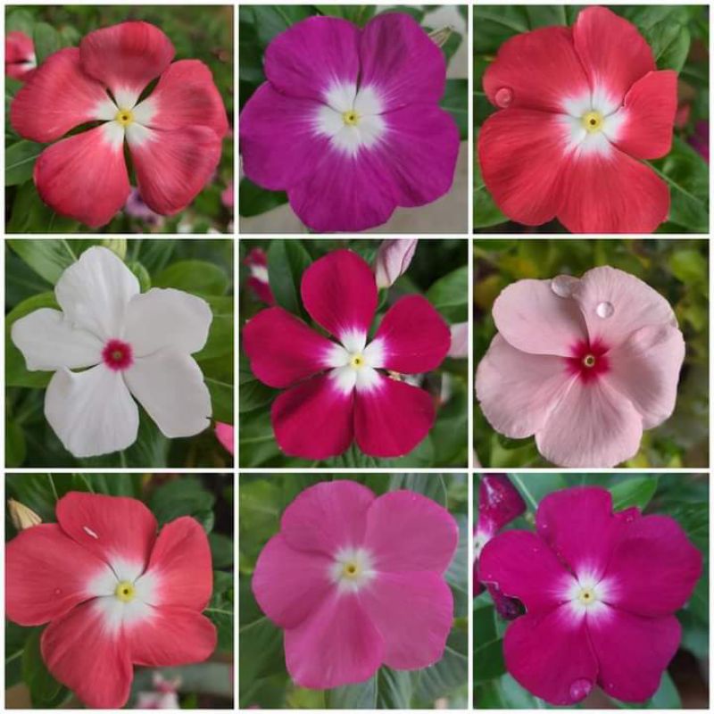 tanaman hias vinca-tanaman hidup-bunga vinca-vinca tatto-vinca exotis-bunga gantung-tanaman indor-ou