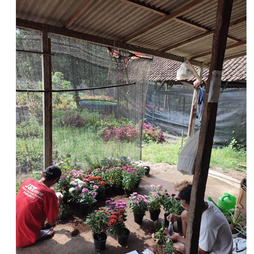 Bunga Begonia Polkadot Maculata Cantik Begonia Totol Kecil Murah Berkualitas