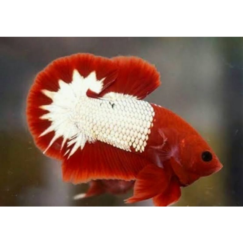 IKAN CUPANG FCCP TOP GRADE DAPAT 10 IKAN