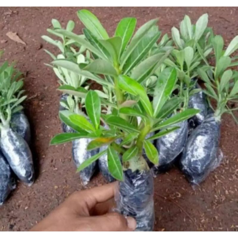 Tanaman Hias Pohon Kamboja Adenium/Pohon Kamboja Jepang