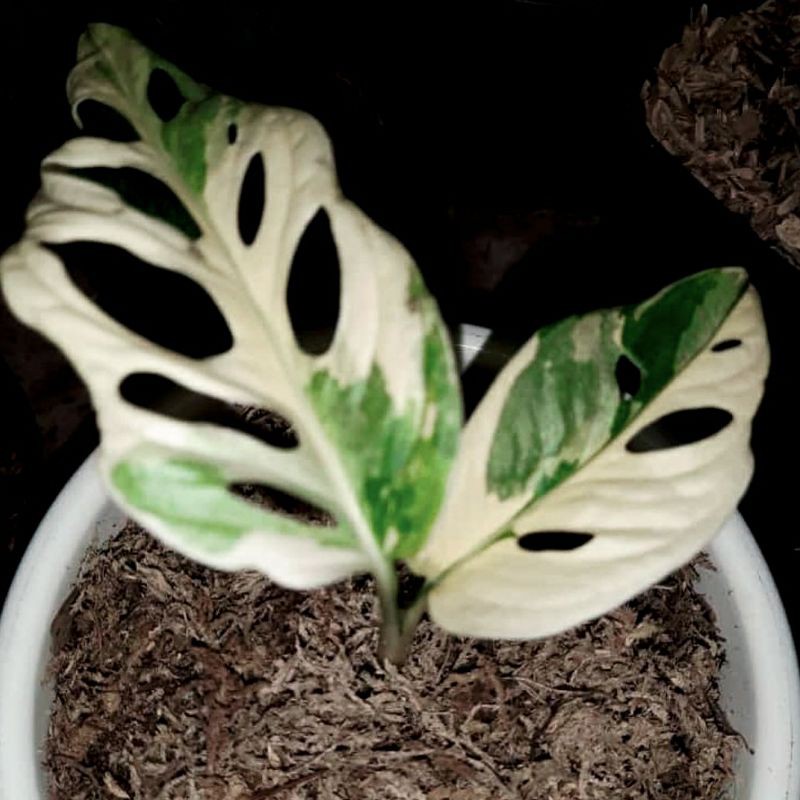 Monstera acuminata variegata