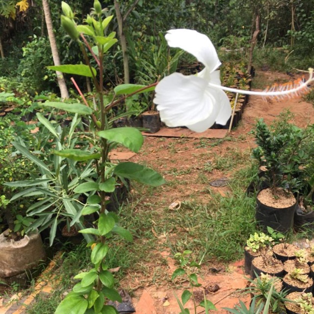 Tanaman Hias Bunga Sepatu Filum