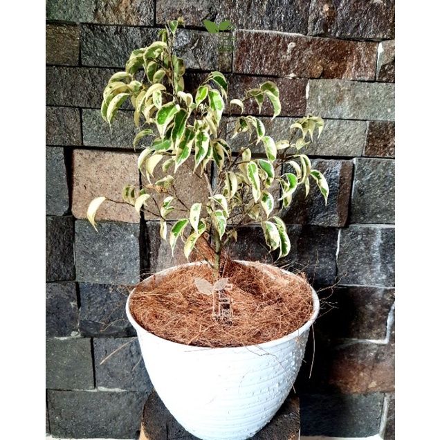 tanaman beringin putih / caringin ( ficus benjamina )