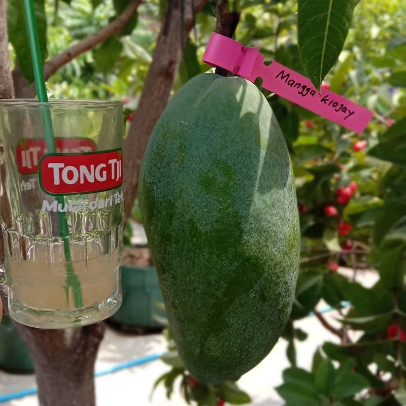 Bibit Mangga Kiojay Super Jumbo