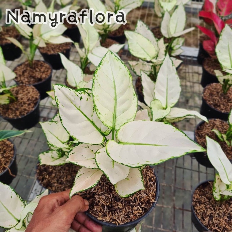 bonggol aglonema super white