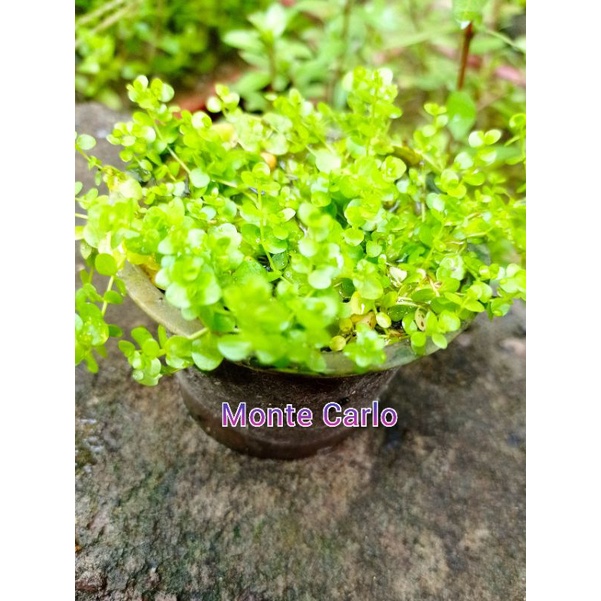 Tanaman Karpet Aquascape Monte Carlo