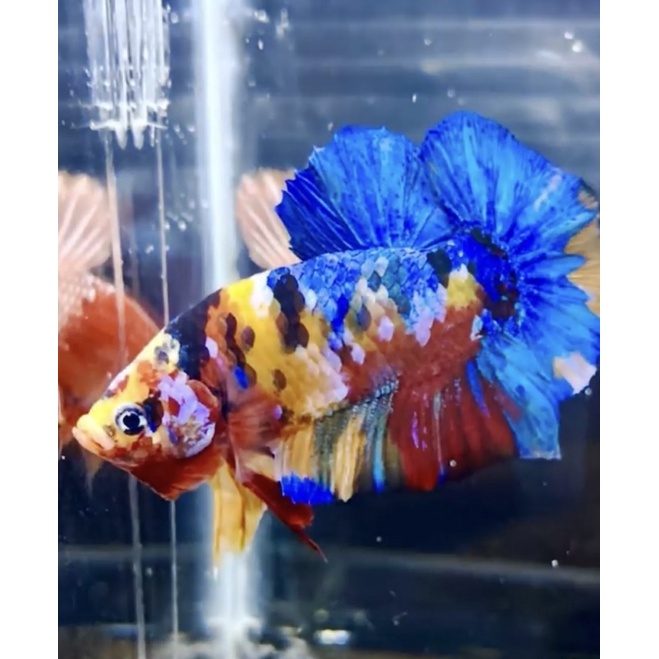 YELLOW BASE MULTICOLOUR