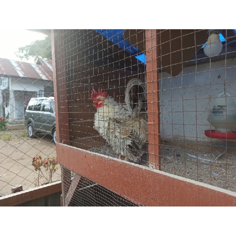 Telur Fertil Ayam Hias Kate Walik (tetasan) - WLK020596-001
