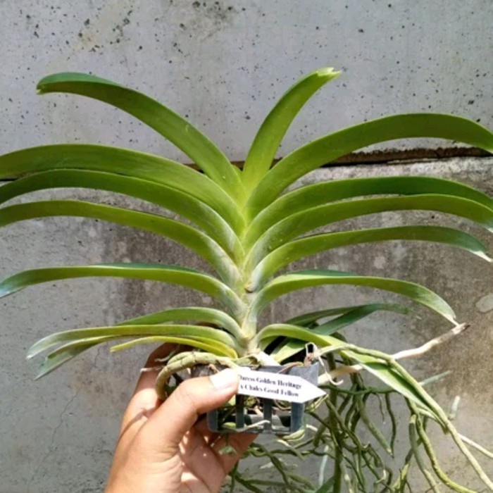 Anggrek Vanda Dewasa warna Kuning bunga besar