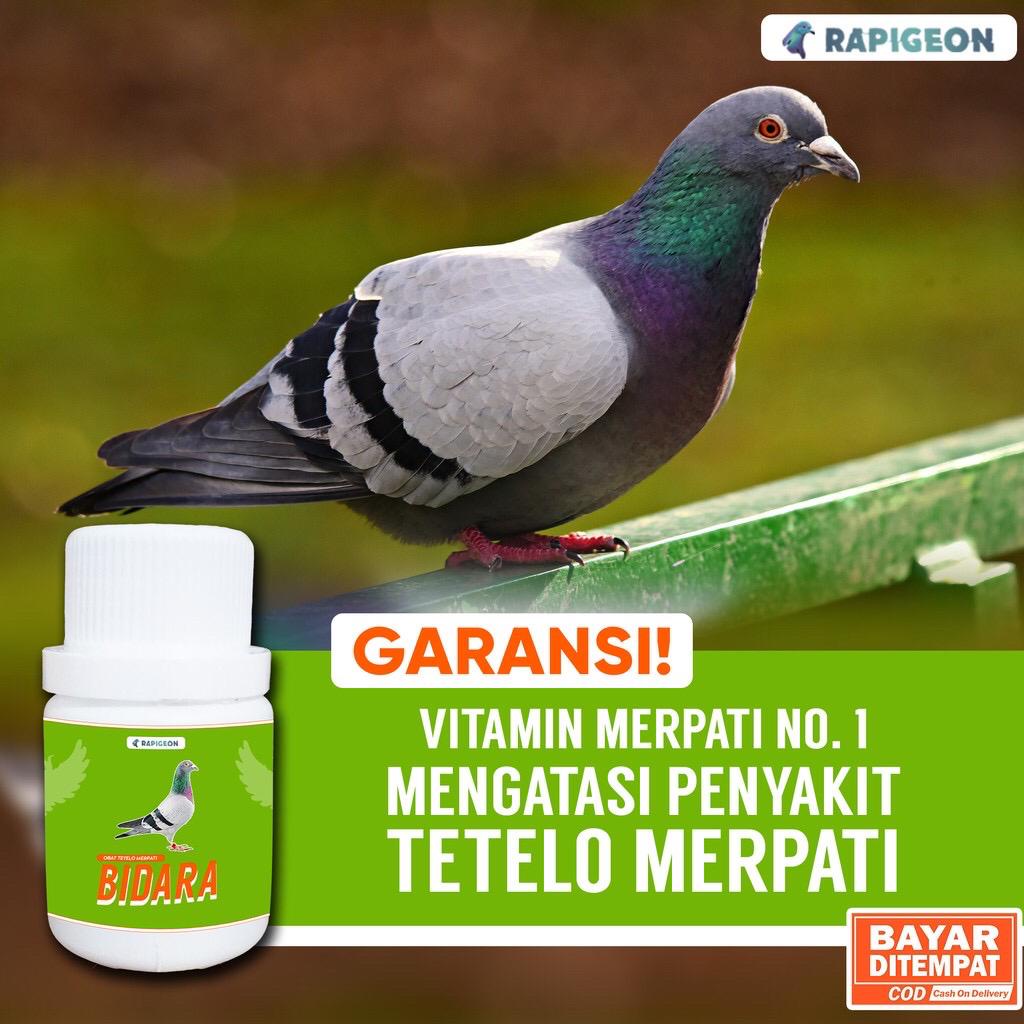 icatlabs BIDARA JAMU TETELO MERPATI BURUNG DARA MERPATI BALAP BURUNG MERPATI OBAT TETELO BURUNG