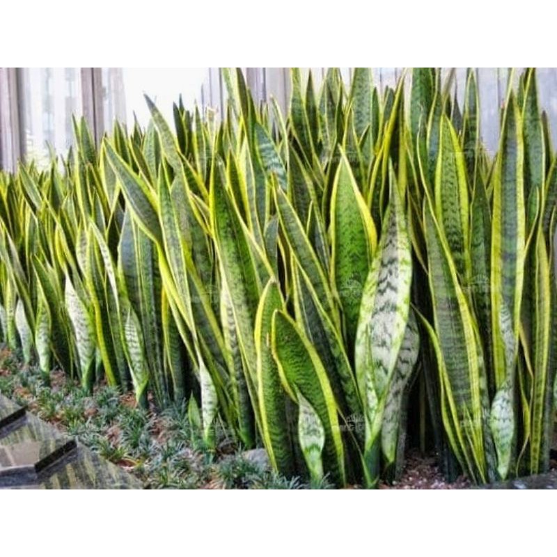 sanseivera lidah mertua