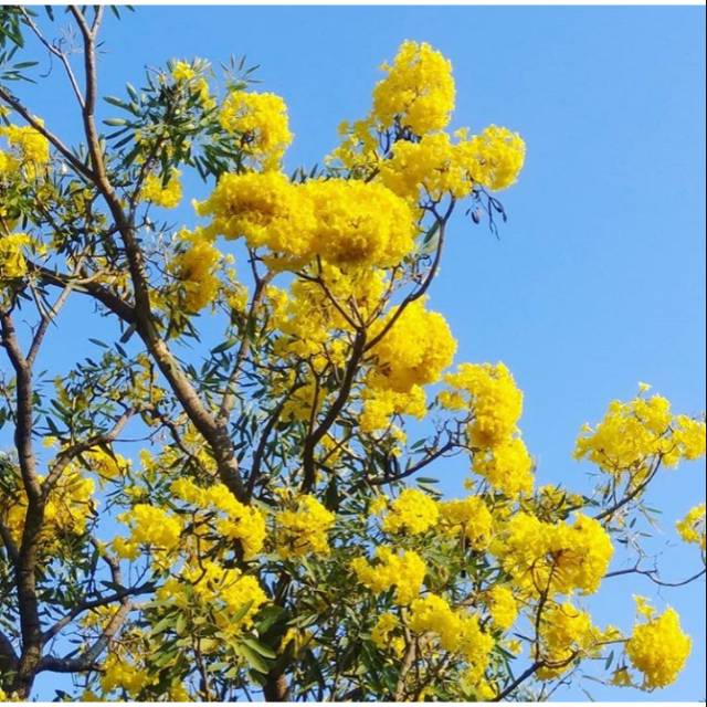 Bibit tanaman bunga tabebuya / bibit pohon tabebuya / bibit tanaman bunga sakura / bibit tabebuya