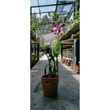 Dendro Sonia ersakul dewasa/spike kenop