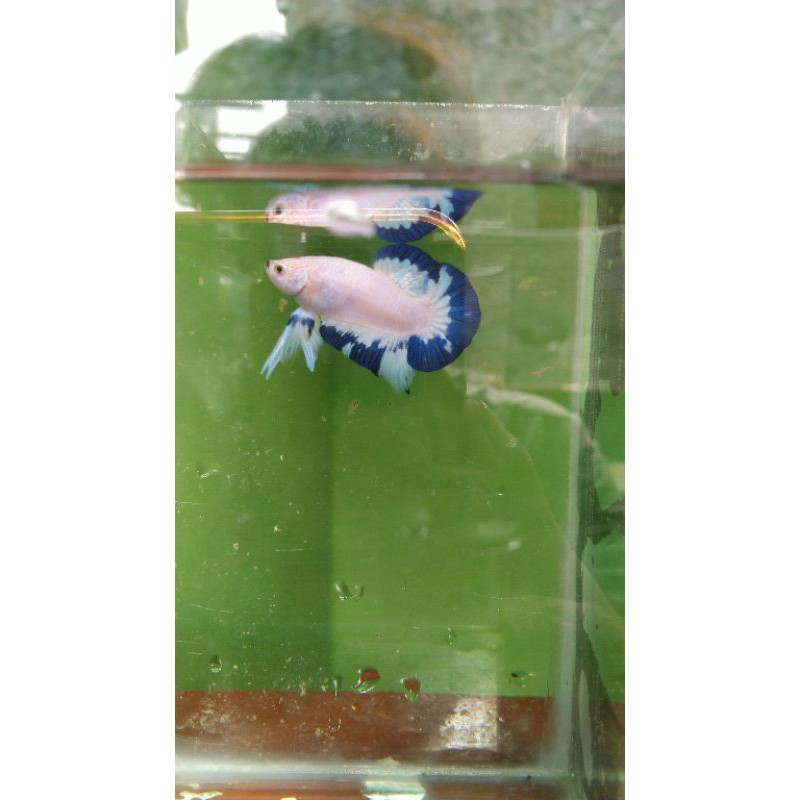 

Ikan cupang Blue Rim