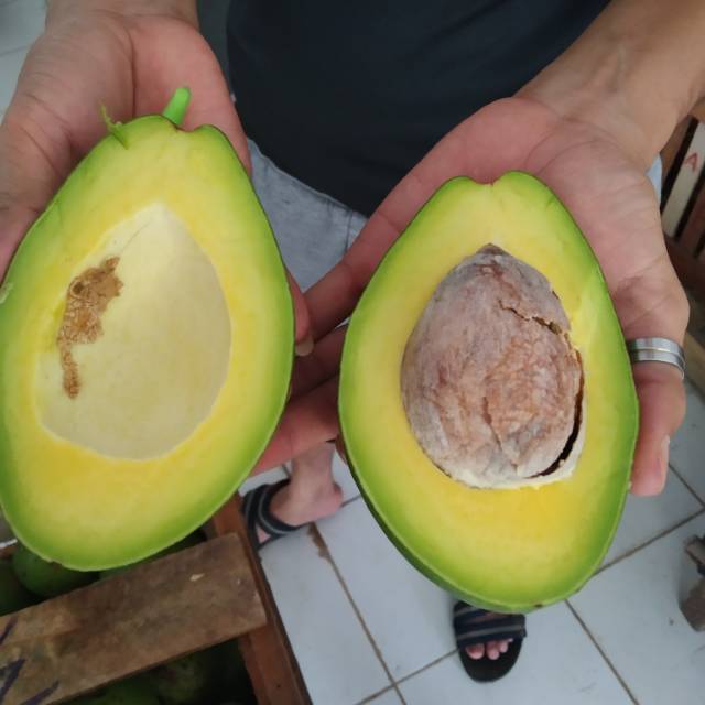 

Alpulkat mentega padang