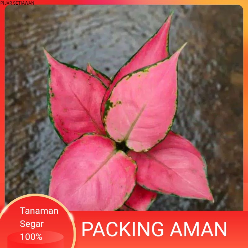 TANAMAN HIAS AGLONEMA PINK ANJAMANI INDUKAN//PINK ANJAMANI