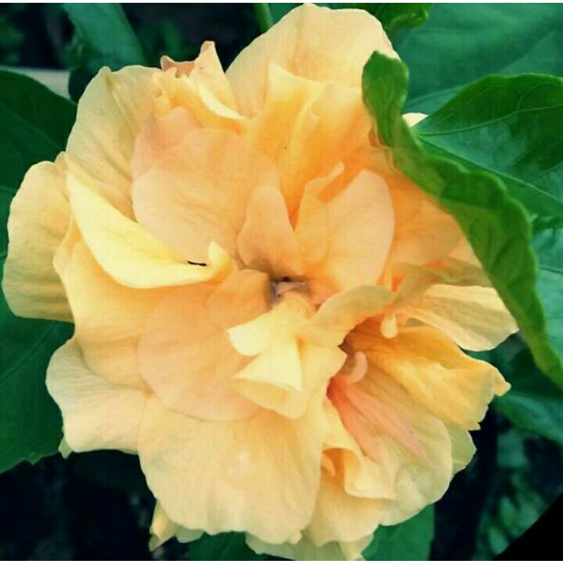 bibit bunga sepatu tumpuk bangkok hibiscus warna kuning tumpuk - tanaman hias